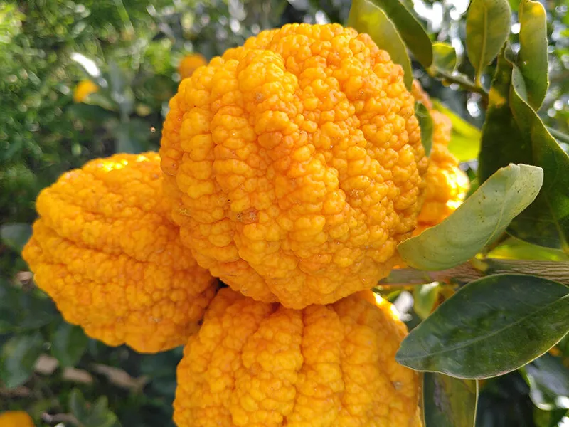 Croquis and citrus pop-up