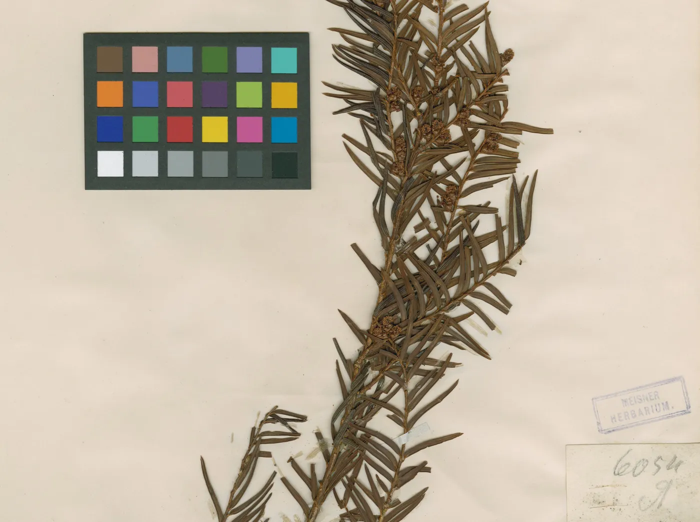 Virtual Herbarium Image